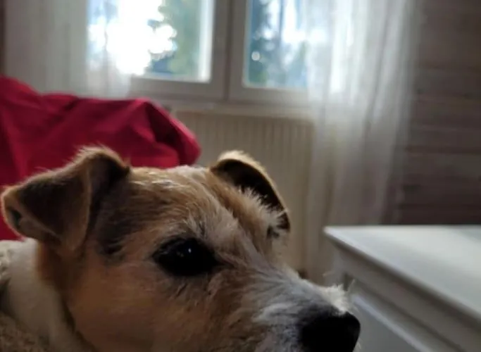 Gallela Hosted By Hygge Host Villa Rovaniemi